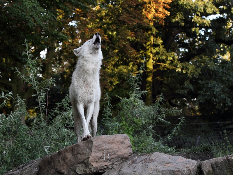 Zoogdieren